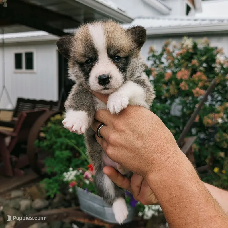 Yves – Pembroke Welsh Corgi puppy for sale in Coleman, MI