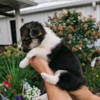 Yasmine, a female Pembroke Welsh Corgi for sale in Coleman, MI – 2 of 3
