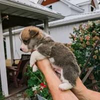 Yale, a male Pembroke Welsh Corgi for sale in Coleman, MI – 3 of 3