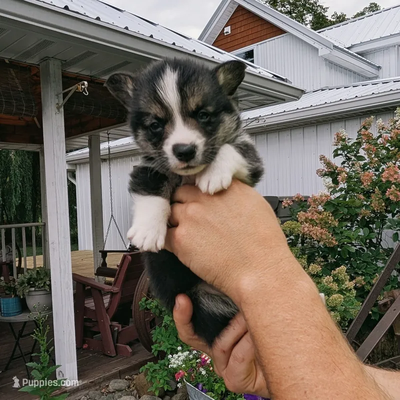 Yancy – Pembroke Welsh Corgi puppy for sale in Coleman, MI