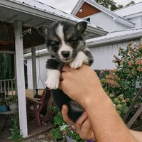 Yancy, a male Pembroke Welsh Corgi for sale in Coleman, MI – 1 of 3