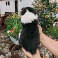 Yasmine, a female Pembroke Welsh Corgi for sale in Coleman, MI – 3 of 3