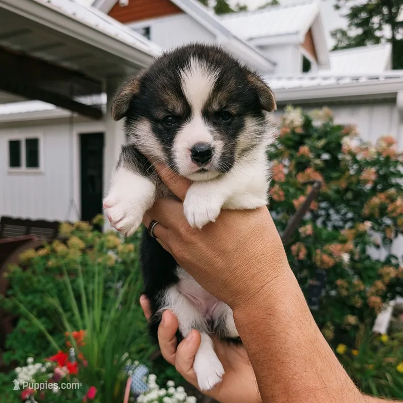 Yasmine – Pembroke Welsh Corgi puppy for sale in Coleman, MI