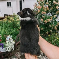 Yosef, a male Pembroke Welsh Corgi for sale in Coleman, MI – 3 of 3