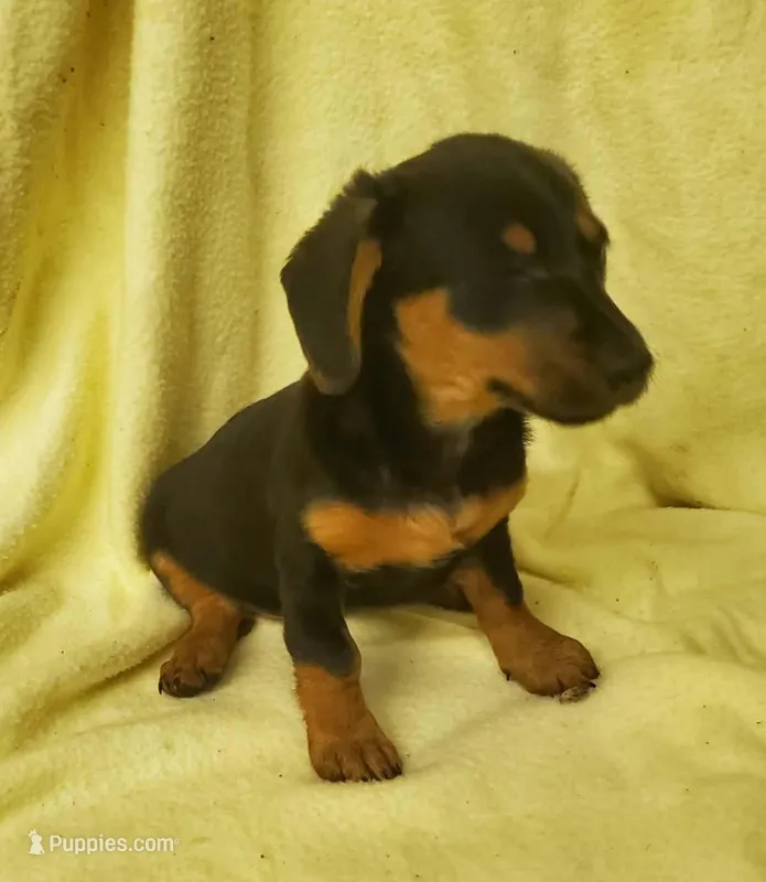 Baby Girl, a female Miniature Dachshund for sale in Forest City, NC – Photo 1 of 2