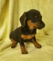 Baby Girl, a female Miniature Dachshund for sale in Forest City, NC – Photo 1 of 2