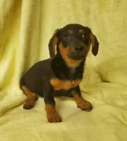 Baby Girl, a female Miniature Dachshund for sale in Forest City, NC – Photo 2 of 2