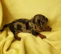 Bella, a female Miniature Dachshund for sale in Forest City, NC – 2 of 3