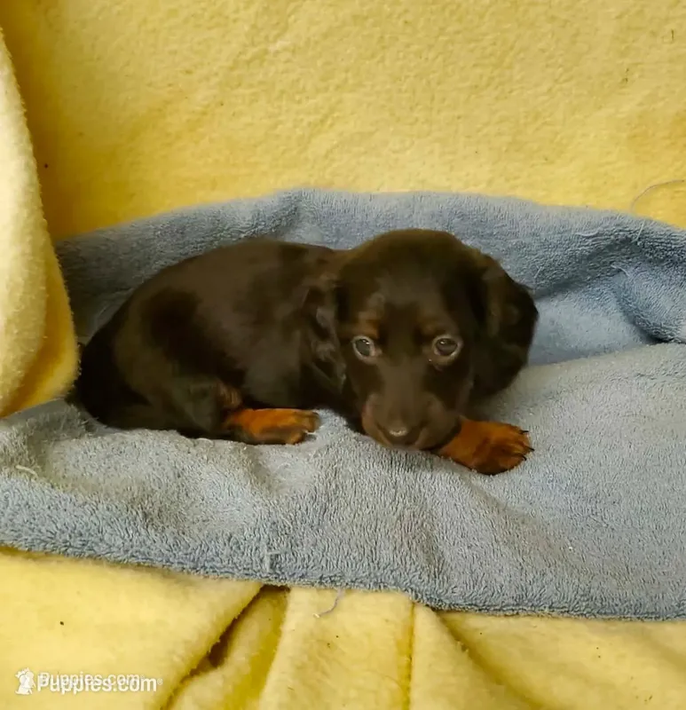 Scooter – Miniature Dachshund puppy for sale in Forest City, NC