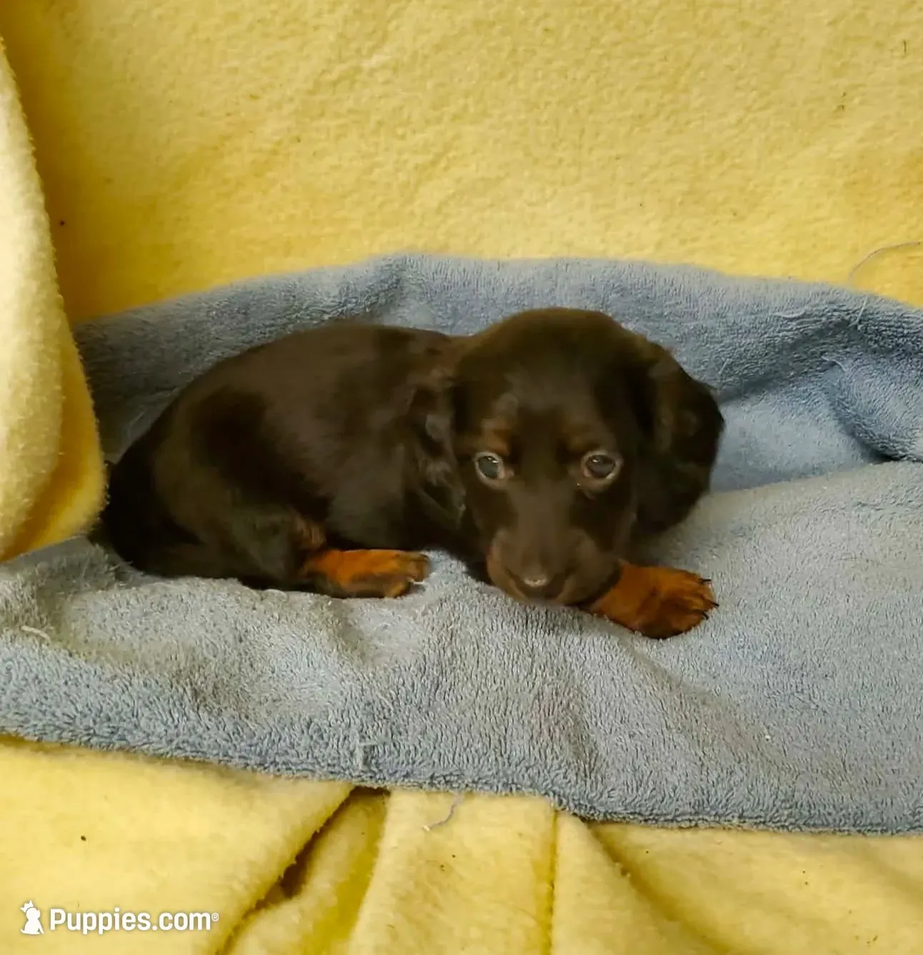 Scooter, a male Miniature Dachshund for sale in Forest City, NC – 1 of 1