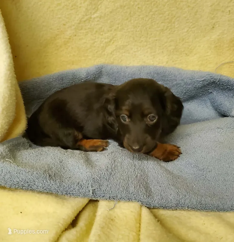 Scooter – Miniature Dachshund puppy for sale in Forest City, NC