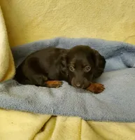 Scooter, a male Miniature Dachshund for sale in Forest City, NC – 1 of 1