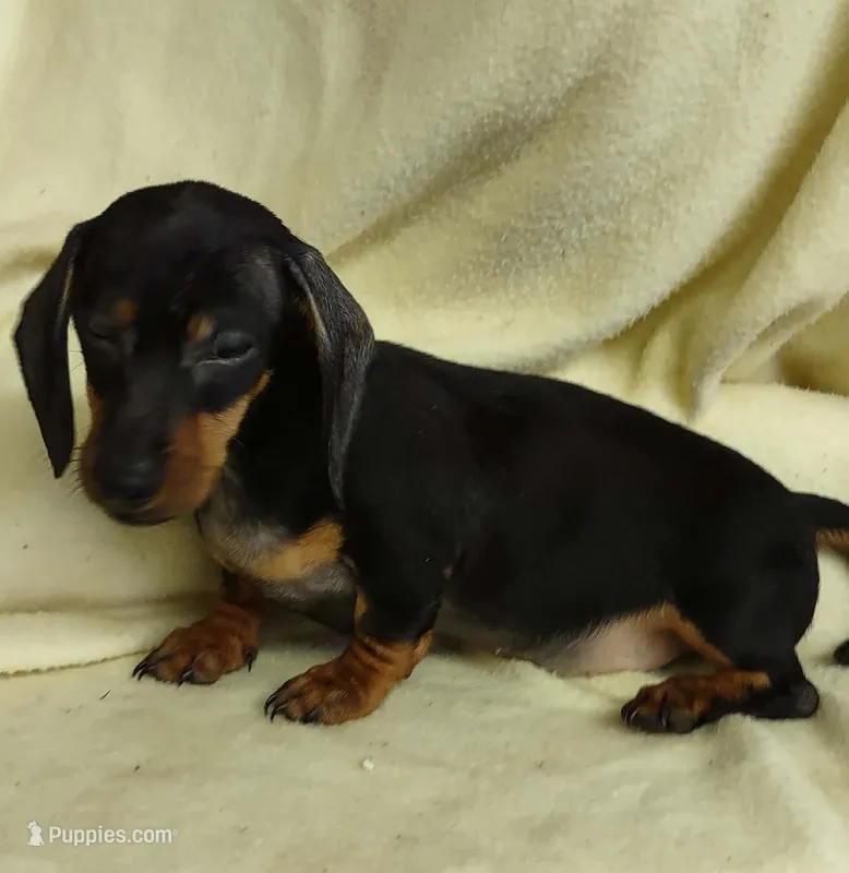 Baby girl 1 – Miniature Dachshund puppy for sale in Forest City, NC