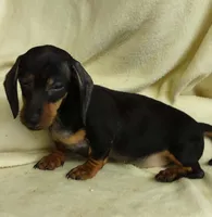 Baby girl 1, a female Miniature Dachshund for sale in Forest City, NC – 1 of 2