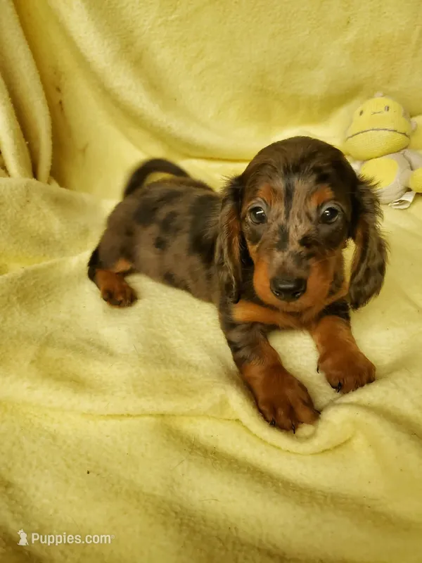 Tootsie – Miniature Dachshund puppy for sale in Forest City, NC