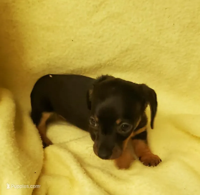 Daphne – Miniature Dachshund puppy for sale in Forest City, NC
