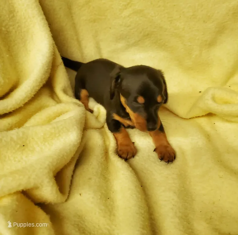 Baby girl 2 – Miniature Dachshund puppy for sale in Forest City, NC