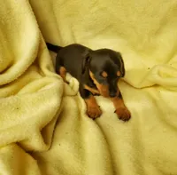 Baby girl 2, a female Miniature Dachshund for sale in Forest City, NC – 1 of 1