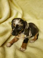 Rosie, a female Miniature Dachshund for sale in Forest City, NC – 2 of 2