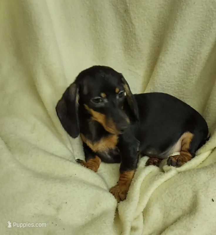 Baby boy – Miniature Dachshund puppy for sale in Forest City, NC