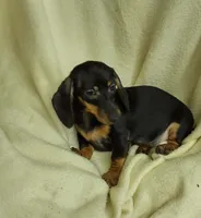 Baby boy, a male Miniature Dachshund for sale in Forest City, NC – 1 of 3