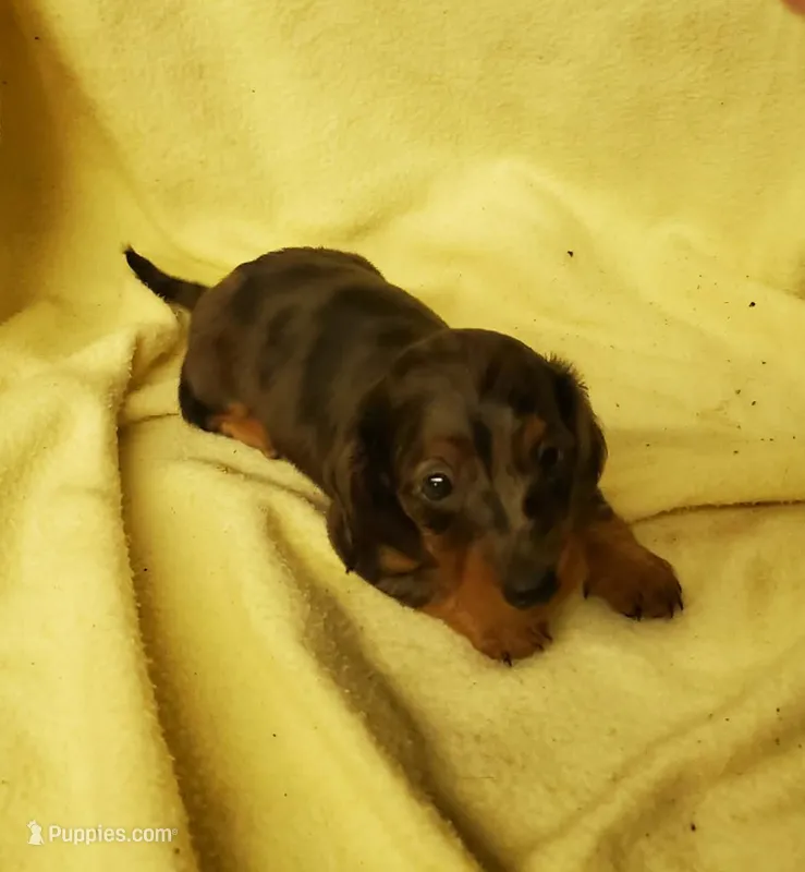 Sophia – Miniature Dachshund puppy for sale in Forest City, NC