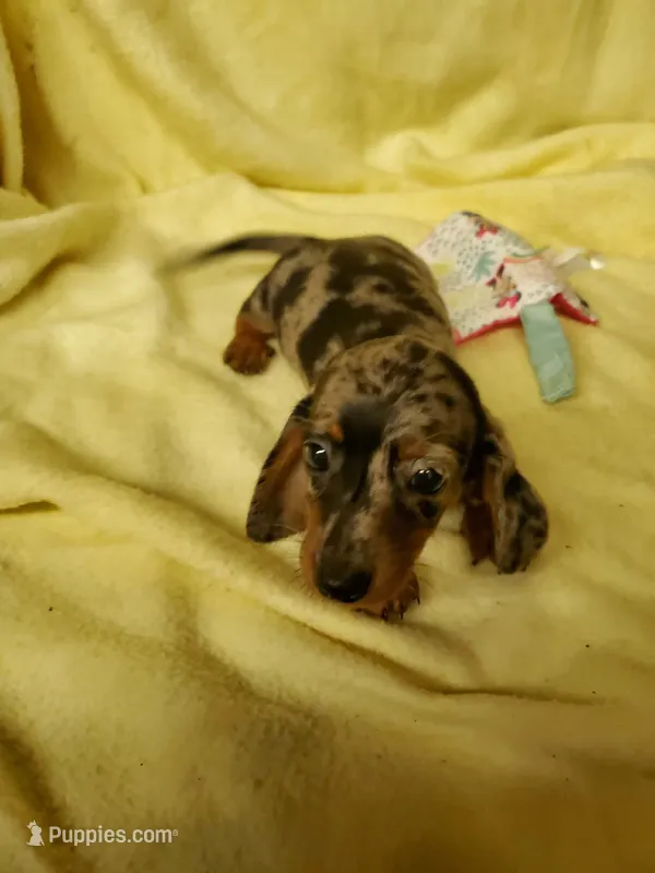 Bella – Miniature Dachshund puppy for sale in Forest City, NC