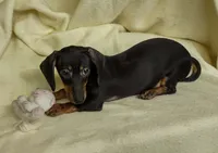 Baby girl 2, a female Miniature Dachshund for sale in Forest City, NC – 2 of 3