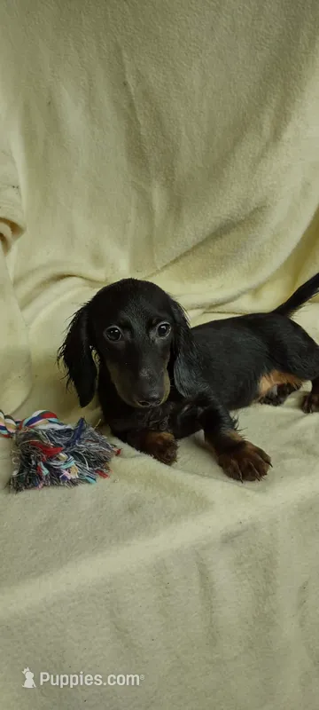 Scooter – Miniature Dachshund puppy for sale in Forest City, NC