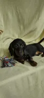 Scooter, a male Miniature Dachshund for sale in Forest City, NC – 1 of 2