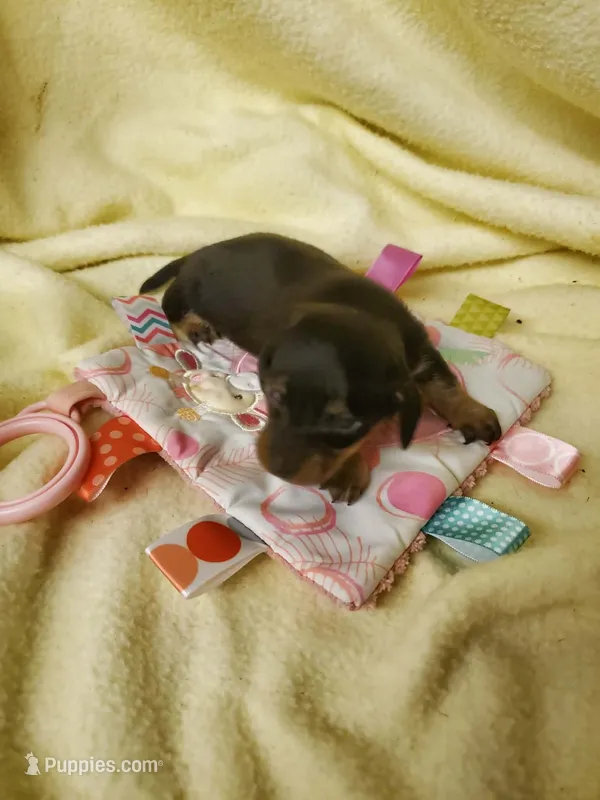 Baby girl 1 – Miniature Dachshund puppy for sale in Forest City, NC