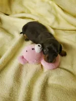 Baby girl 2, a female Miniature Dachshund for sale in Forest City, NC – 2 of 2