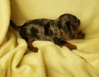 Bella, a female Miniature Dachshund for sale in Forest City, NC – 3 of 3