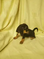 Spencer, a male Miniature Dachshund for sale in Forest City, NC – Photo 3 of 3