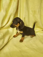 Spencer, a male Miniature Dachshund for sale in Forest City, NC – Photo 1 of 3