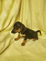 Spencer, a male Miniature Dachshund for sale in Forest City, NC – Photo 2 of 3