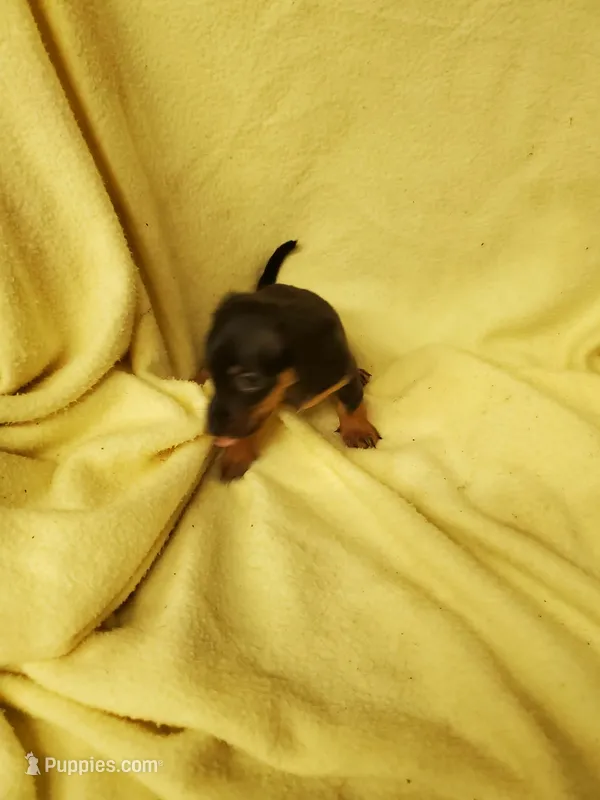 Baby girl 1 – Miniature Dachshund puppy for sale in Forest City, NC
