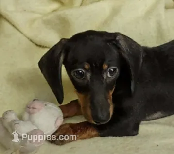 Baby girl 2 – Miniature Dachshund puppy for sale in Forest City, NC