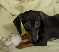 Baby girl 2, a female Miniature Dachshund for sale in Forest City, NC – 1 of 3