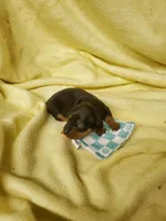 Baby boy, a male Miniature Dachshund for sale in Forest City, NC – 2 of 2