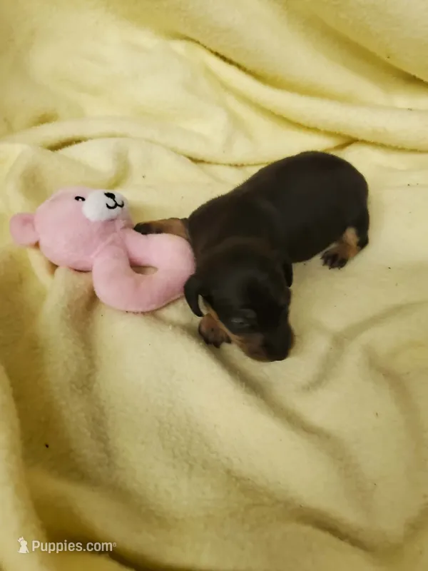Baby girl 2 – Miniature Dachshund puppy for sale in Forest City, NC