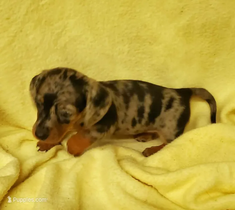 Bella – Miniature Dachshund puppy for sale in Forest City, NC