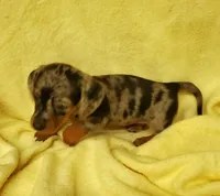 Bella, a female Miniature Dachshund for sale in Forest City, NC – 1 of 3