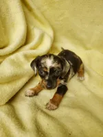 Rosie, a female Miniature Dachshund for sale in Forest City, NC – 1 of 2
