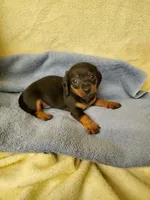 Baby boy, a male Miniature Dachshund for sale in Forest City, NC – 2 of 2