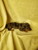 Tootsie, a female Miniature Dachshund for sale in Forest City, NC – 1 of 1