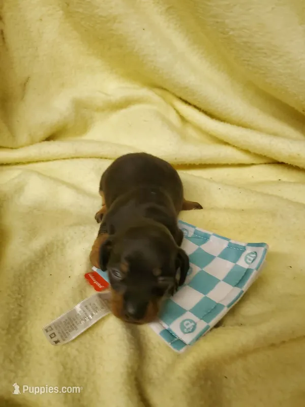Baby boy, a male Miniature Dachshund for sale in Forest City, NC – 1 of 2