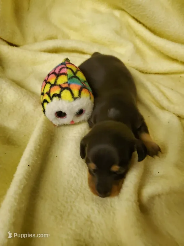 Baby girl 3 – Miniature Dachshund puppy for sale in Forest City, NC