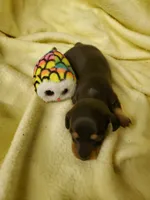 Baby girl 3, a female Miniature Dachshund for sale in Forest City, NC – 1 of 2