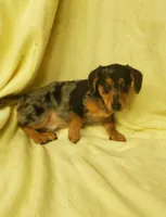 Turbo, a male Miniature Dachshund for sale in Forest City, NC – Photo 3 of 3